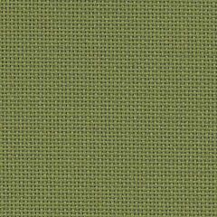 20 Count Bellana Avacado