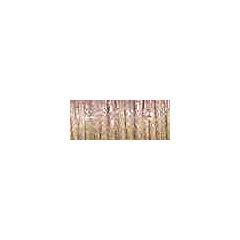 1/8in Ribbon - 5550 Nutmeg